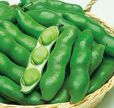 ソラマメ / Soramame /Broad bean / Đậu răng ngựa