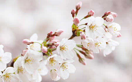 桜 / Sakura / Sakura flowers / Hoa anh đào