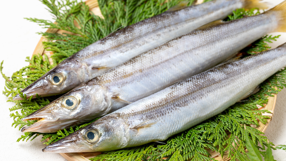 カマス / Kamasu / Barracuda / Cá nhồng