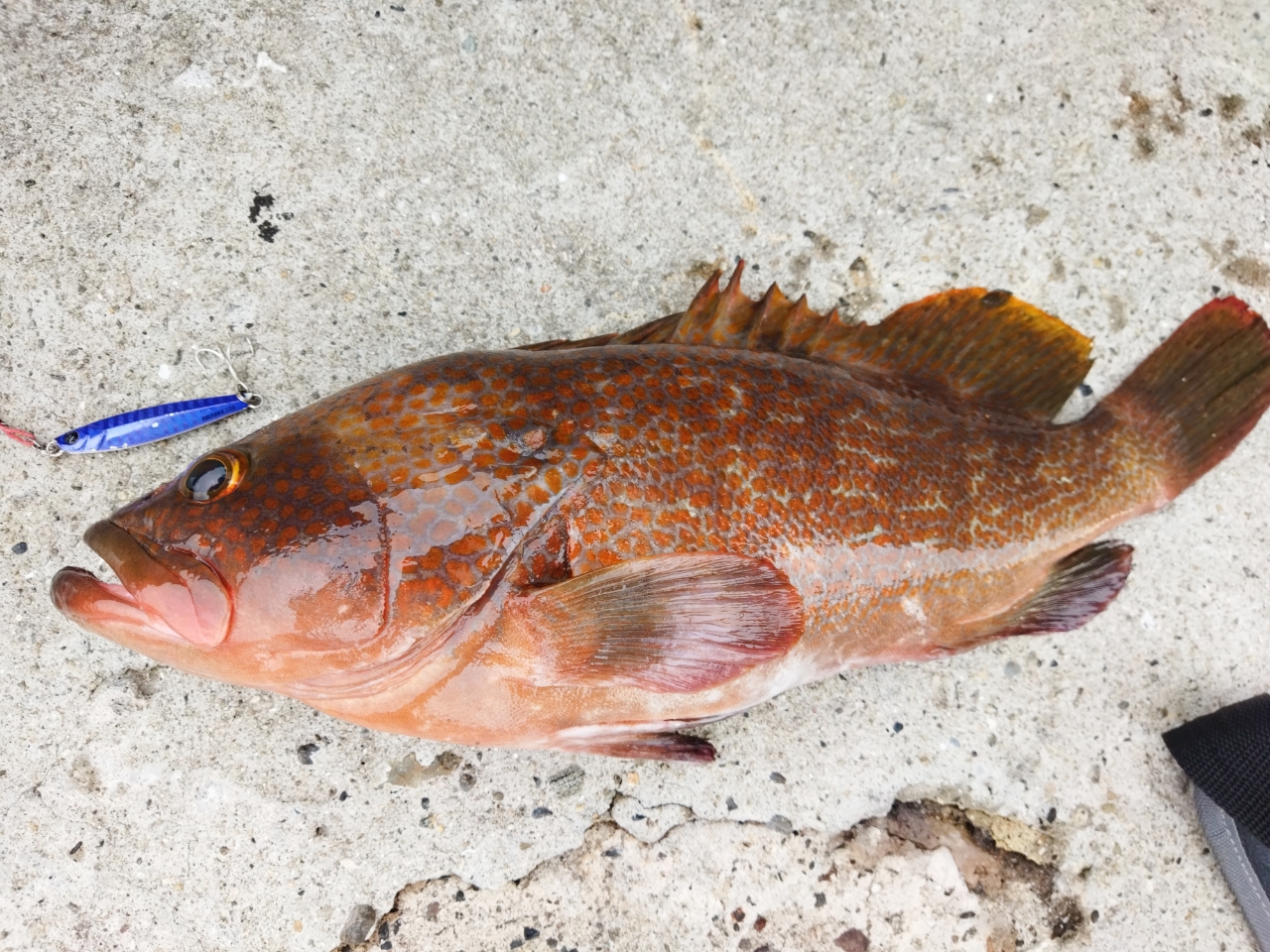 キジハタ / Kijihata / Redspotted Grouper / Cá mú chấm đỏ