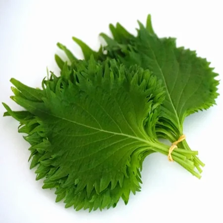 大葉 / Ooba / Shisho leaves / Lá tía tô Nhật