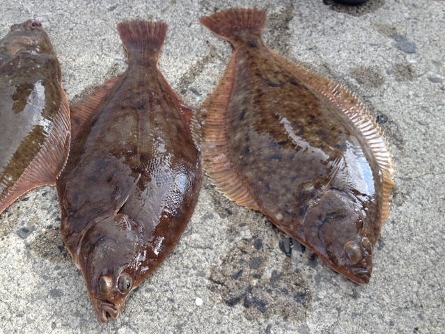 マカレイ / Makarei / Flatheat Flounder / Cá bơn vỉ