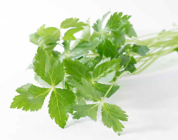 三つ葉 / Mitsuba Japanese parsley / Lá parsley / Ngò