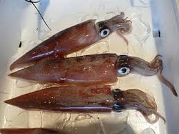 ヤリイカ / Yari Ika/ Spear Squid / Mực ống