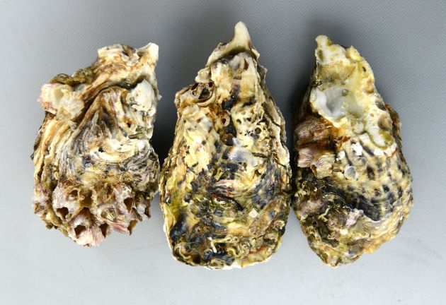 真牡蠣 / Magaki/ Japanese Oyster / Hàu Nhật