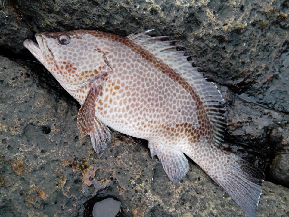 オオモンハタ / Oomonhata /Striped Grouper / Cá mú bông