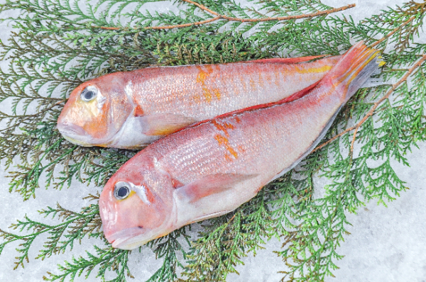 甘鯛 / Amadai / Tilefish / Cá đổng quéo