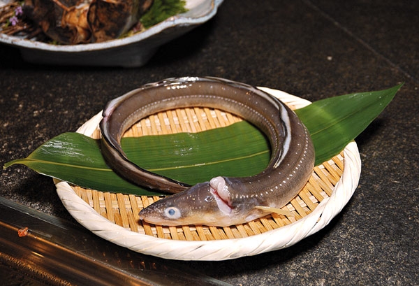 穴子 / Anago / Conger Eel / Cá chình biển