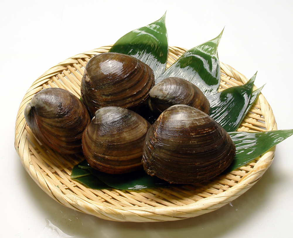 ホッキ貝/ Hokkigai/ Surf Clam/ Sò đỏ