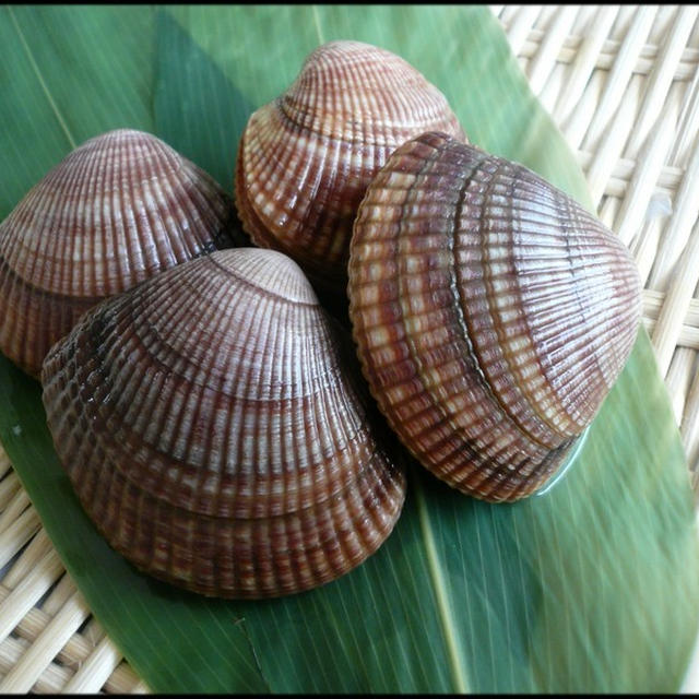 イシガキガイ/Ishigaki Gai/ Bering sea cockle