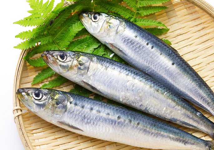 イワシ / Iwashi / Sardine / Cá mòi