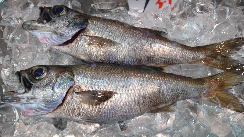 クロムツ / Kuromutsu / Japanese Bluefish / Cá thiên thanh