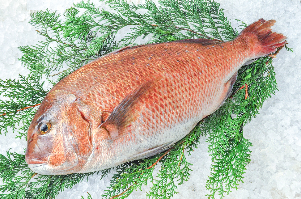 養殖真鯛 / Madai / Red Sea Bream / Cá tráp đỏ