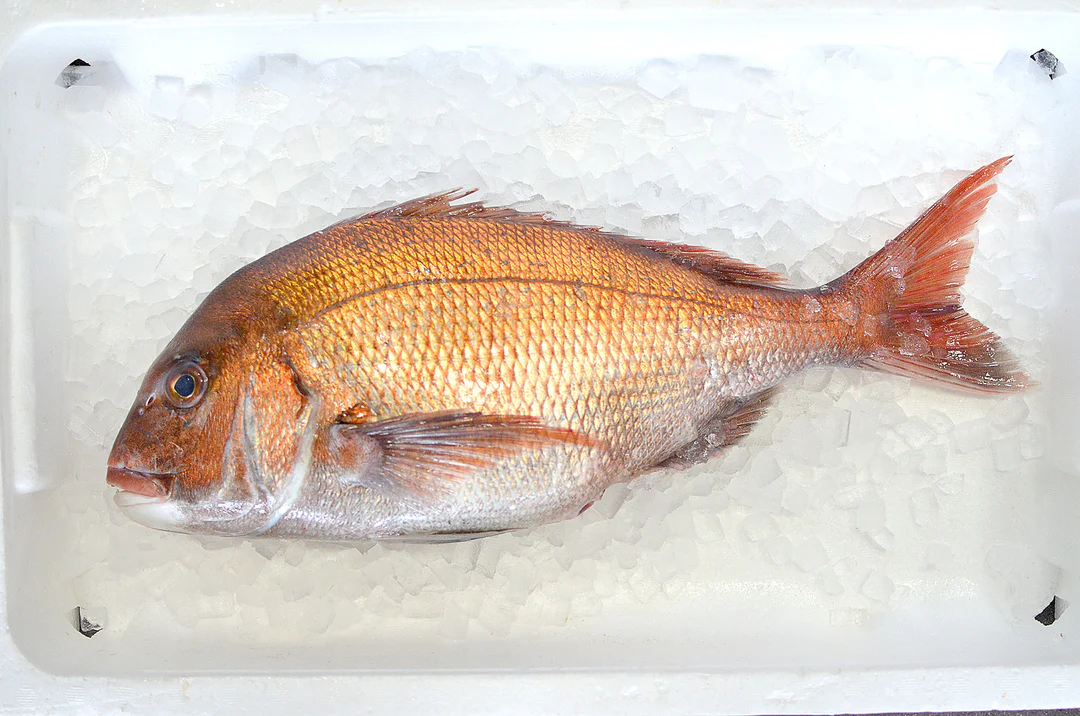 天然真鯛 / Madai Tennen / Wild Red Sea Bream / Cá tráp đỏ thiên nhiên