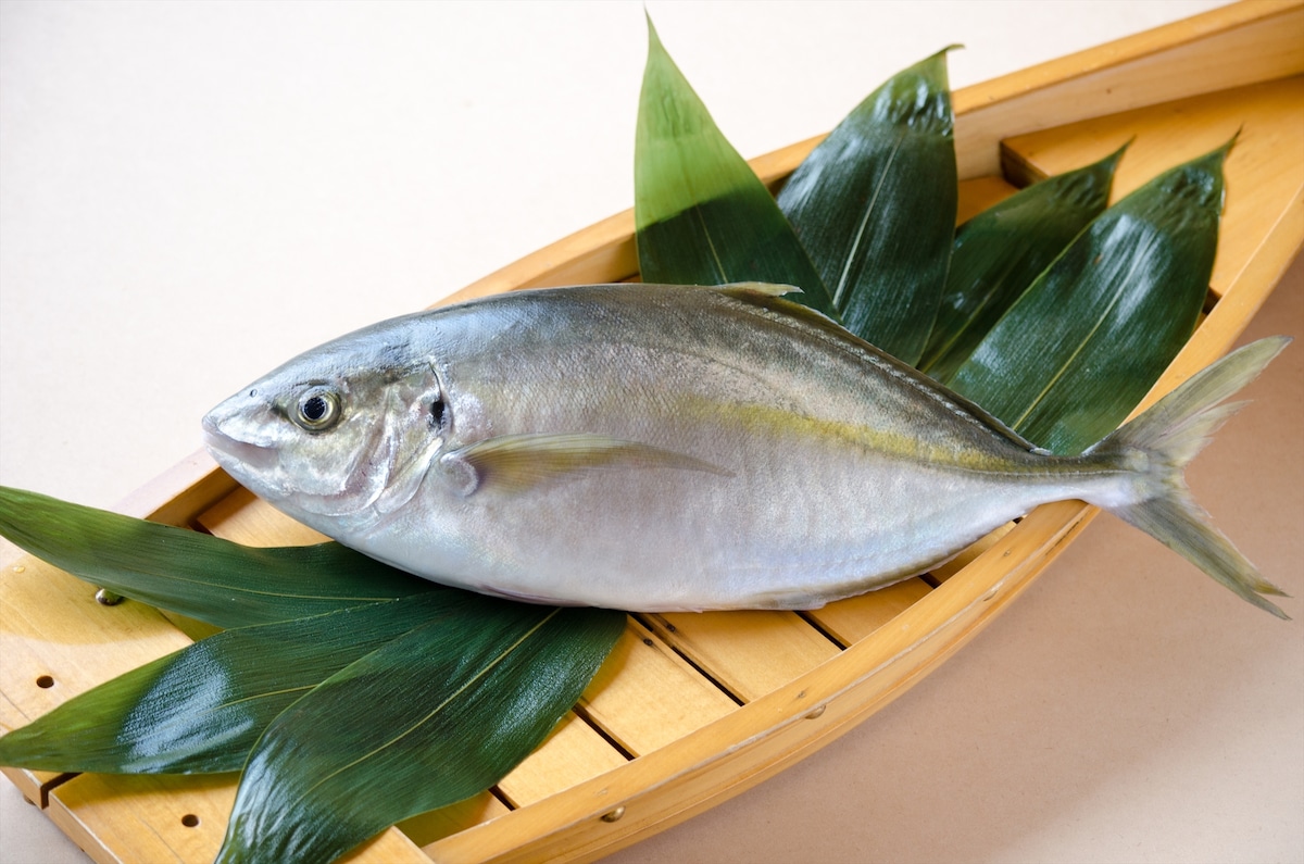 養殖縞鯵 / Shimaaji / Trevally / Cá khế