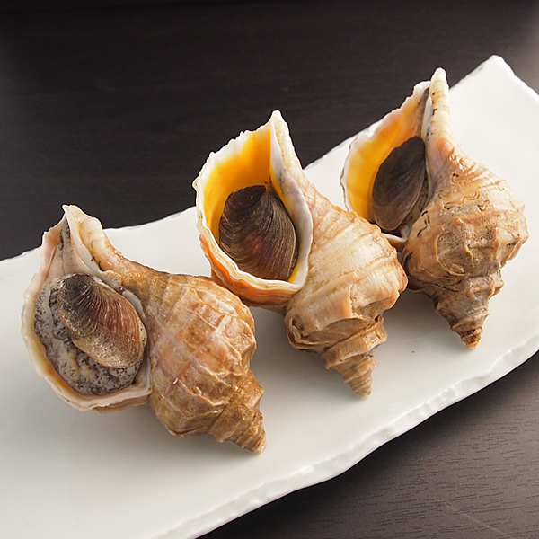 つぶ貝/ Tsubugai/ Whelk/ Ốc xoắn