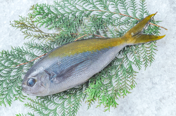 うめいろ/Umeiro/Yellowtail blue snapper/Cá hồng đuôi vàng 