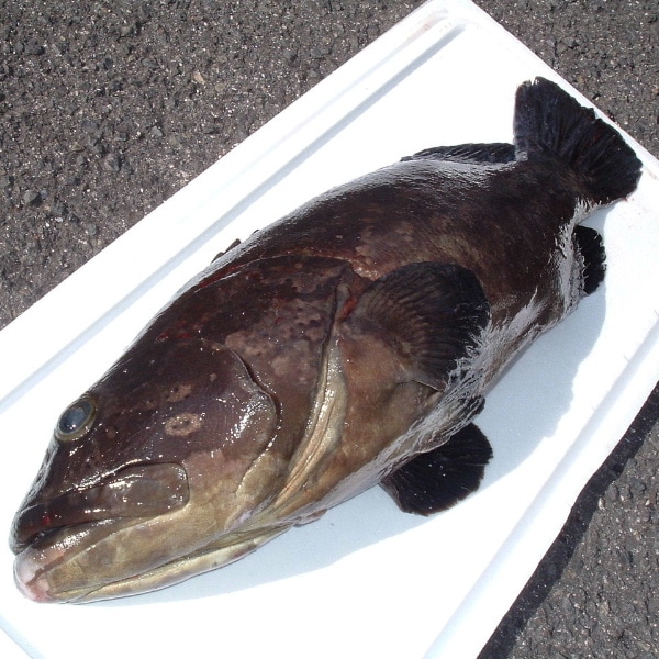 養殖クエ / Kue / Grouper / Cá mú
