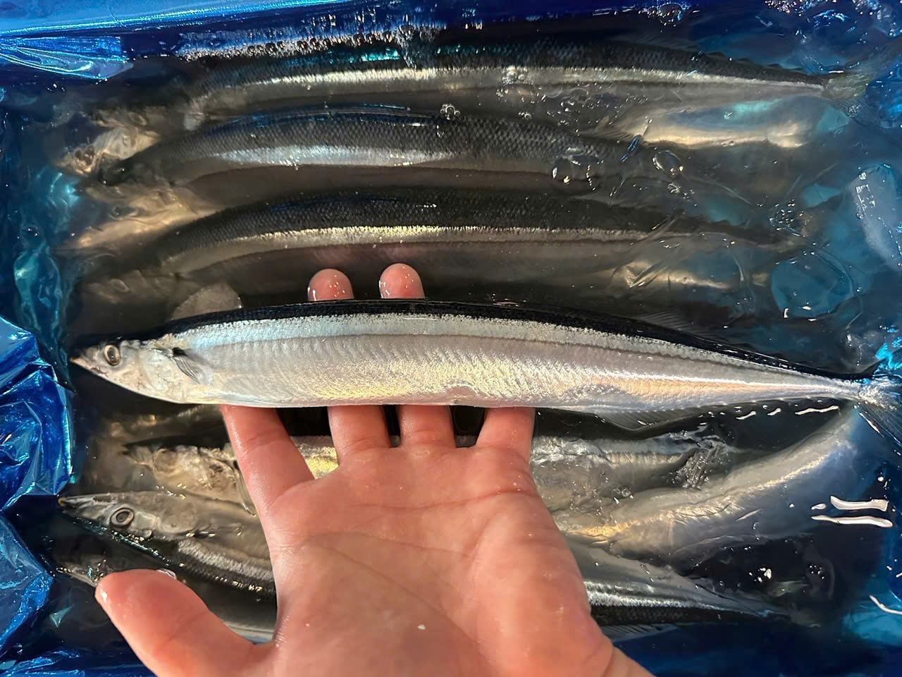 サンマ 14尾〜16尾サイズ/ Sanma / Cá Thu Đao 14-16pcs 