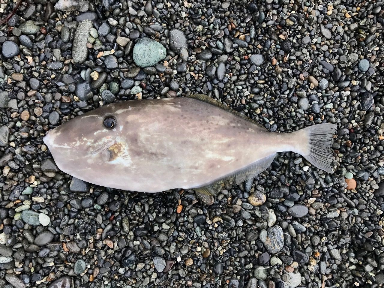 ウスバハギ / Usubahagi / Unicorn Leatherjacket Filefish / Cá bò da