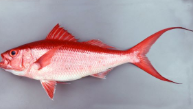 ハマダイ/ Hamadai / Deepwater longtail red snapper / Cá hồng 