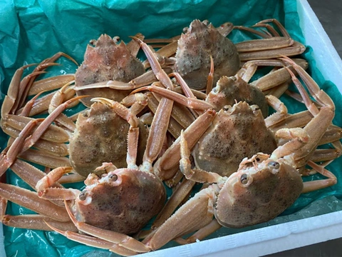 生セコガニ/ Nama Sekogani/ Fresh snow crab / Cua tuyết cái 