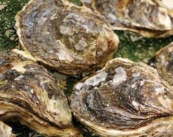 岩牡蠣 / Iwagaki / Rock Oyster / Hàu đá 