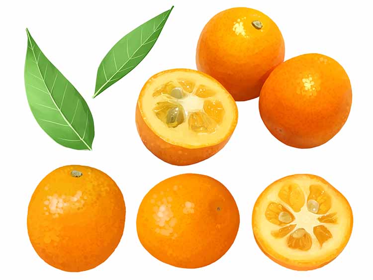 金柑／Kinkan / Kumquat / Tắc ngọt 